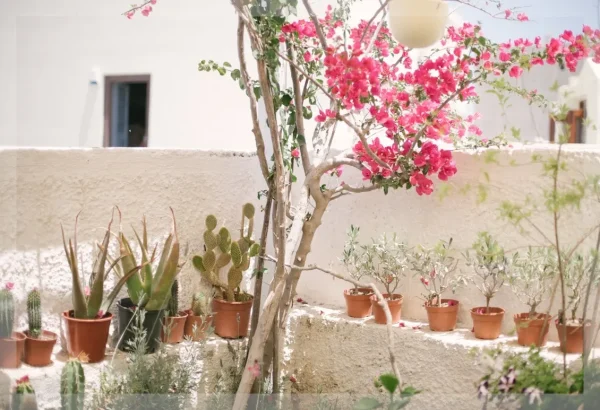 Courtyard Blossoms