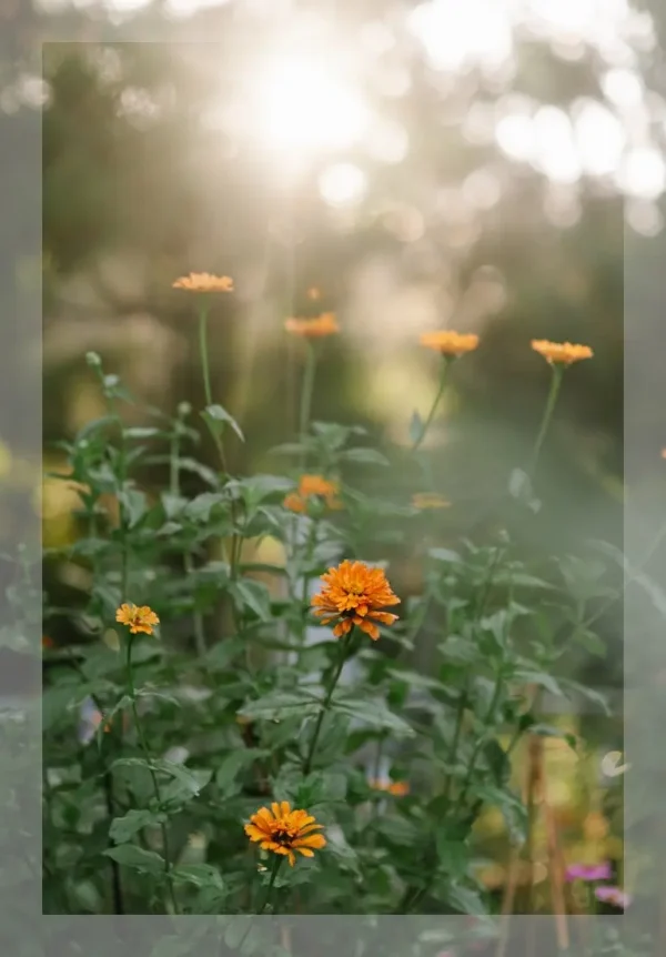 Golden Blooms