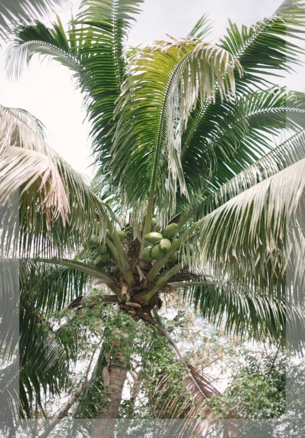 Coconut Canopy