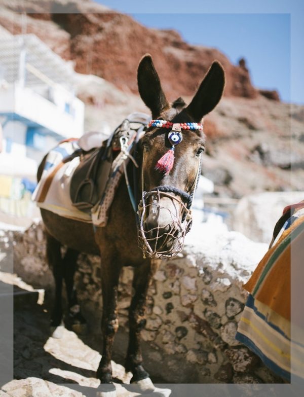 Santorini's Stalwart Steed