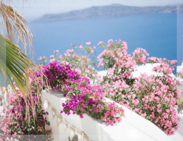 Blooming Terrace Over the Blue