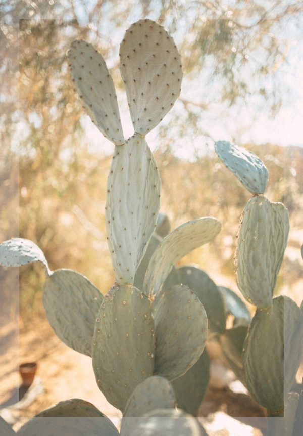 Desert Blossom