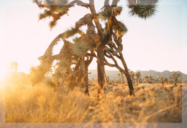 Golden Hour in Joshua Tree