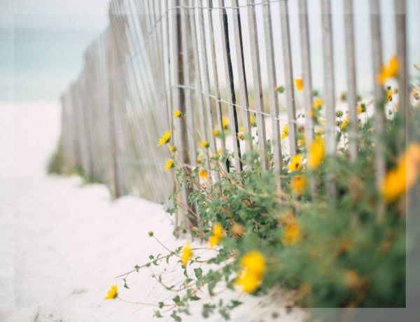 Sandy Blooms